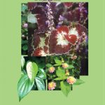 Healing Wonders of Herb  (Tamil Translate) - குணமாக்கும் மூலிகைகளின் மகத்துவம் Tamil